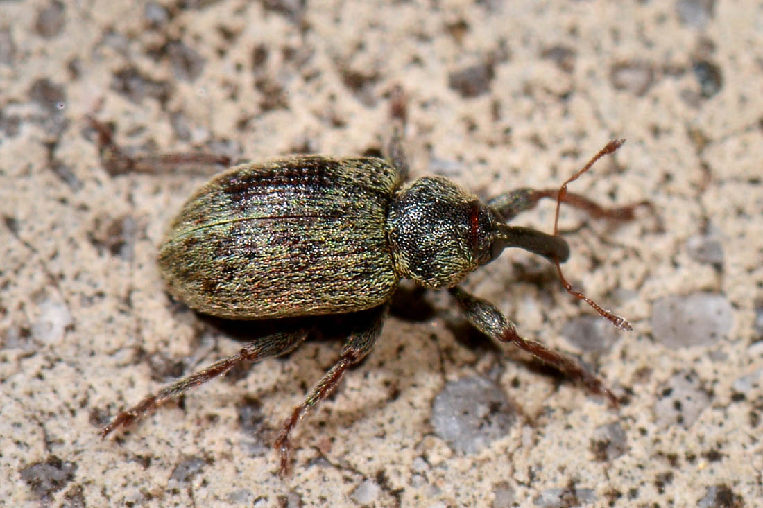 Curculionidae: Hypera sp.?   S,  Hypera meles